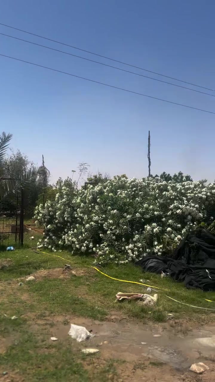 مزرعه تجاريه عله شارع كربلاء عمود ١٧٦ ركن مروس اوللبيع مسیجه بل کامل معه بيت مساحه ٣٥٠ خط ماء كهرباء کافه الخدمات موقع مميز عله شارع . سعر مناسب شراي *********** يتصل ويدلل

أ

إضافة
