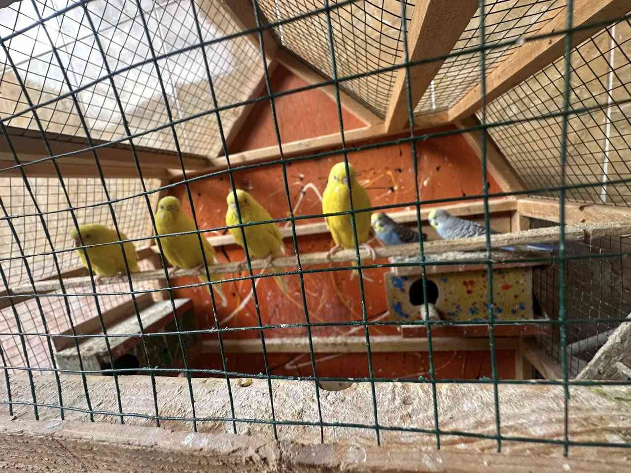 طيور حب 3زواج مع القفص اكبار خشنات مو مخاليف 65وبيهن مجال


**إذا كنت صاحب هذا الإعلان وتريد حذفه لأي سبب، رجاءا أرسل رسالة إلى الدعم الفني**