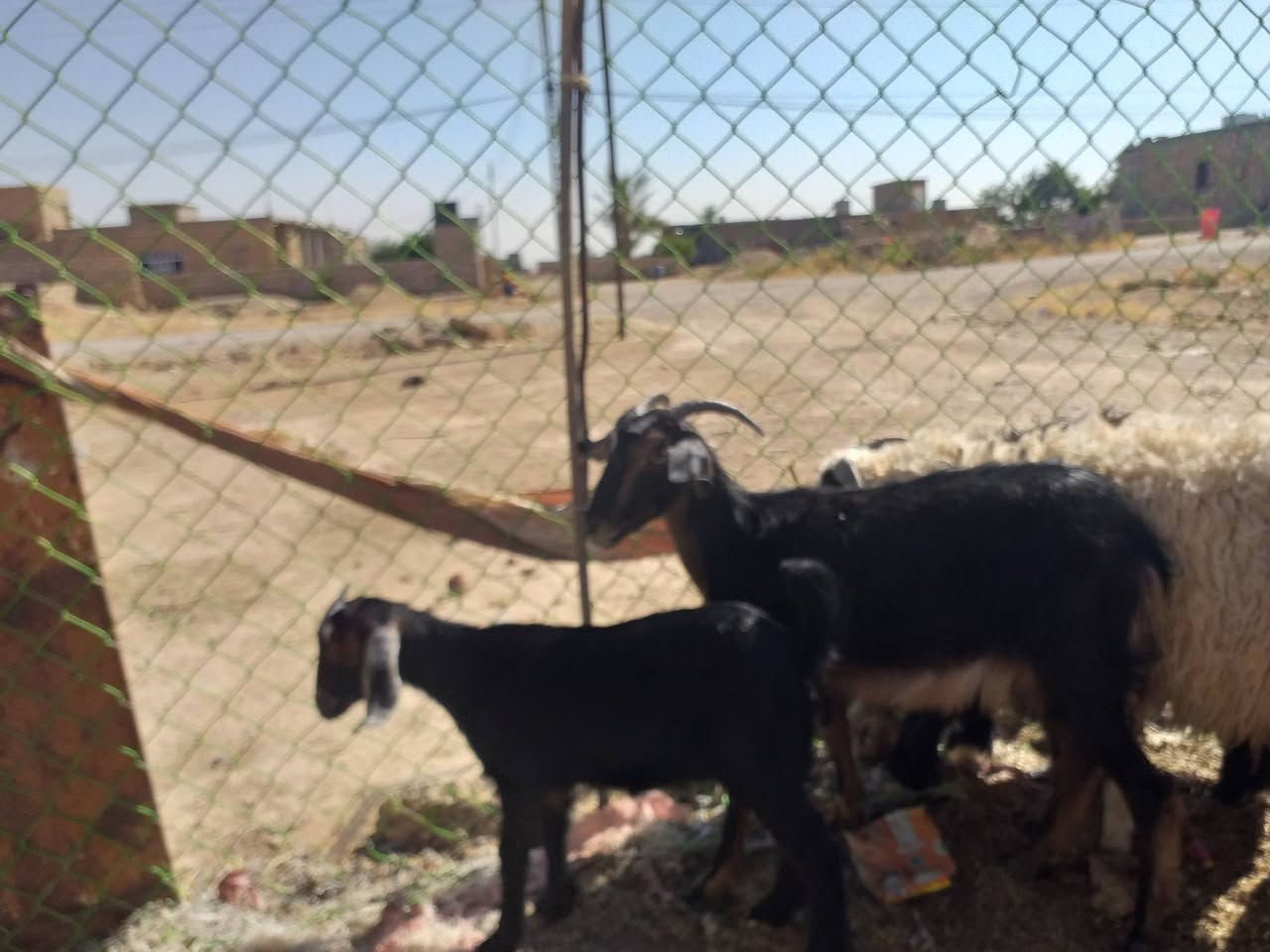 لسلام عليكم طليان للبيع عدد ٣ تريدكلهن  تريد مفرد سعر ٧٢٥زوج المكان الأنبار عنه الريحانه وياهن شعريه غزلانيه وراها صخله اول بطن سعرها ٣٠٠ غفل  ***********
