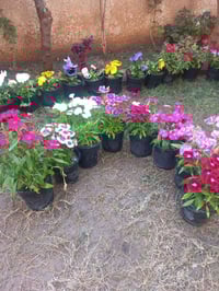 ورد القرنفل • ٤ سنادين • توصيل مجاني