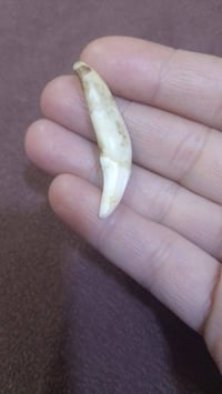 سن ذئب • اكسسوار شخصي