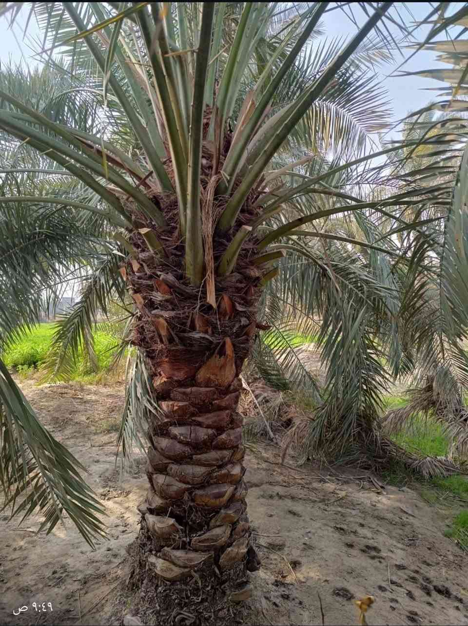 السلام عليكم.. تتوفر امايات جوزي قزمي تباع بلا فسائل


**إذا كنت صاحب هذا الإعلان وتريد حذفه لأي سبب، رجاءا أرسل رسالة إلى الدعم الفني**