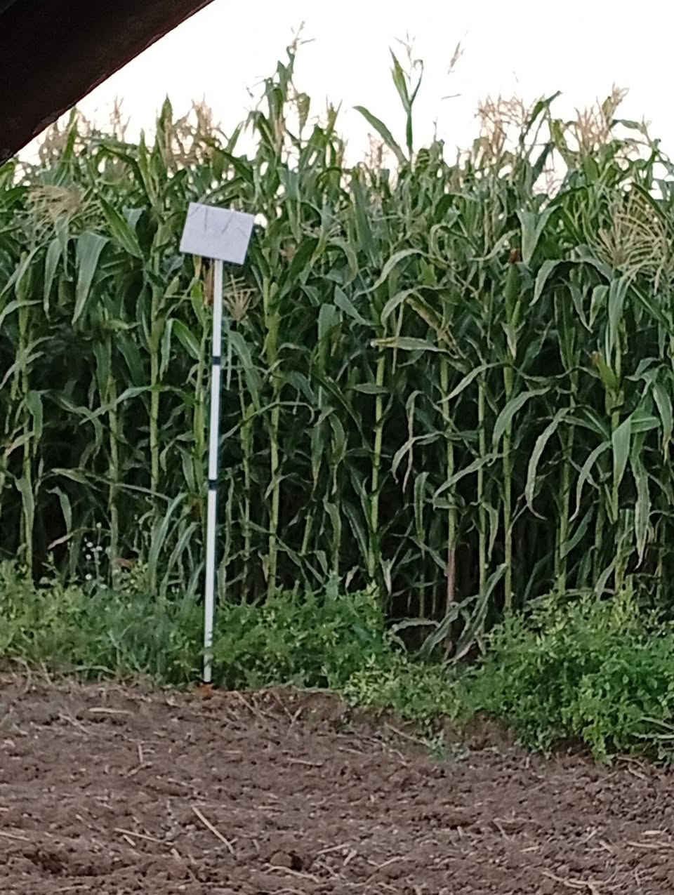 يوجد بذور صفره محليه (حكوميه)ارتفاع 3.5 الى 4 متر  كما موضح في الصور تطولتين يالله تنسگي المكان المنزله والسعر اتصل وتدلل ***********
