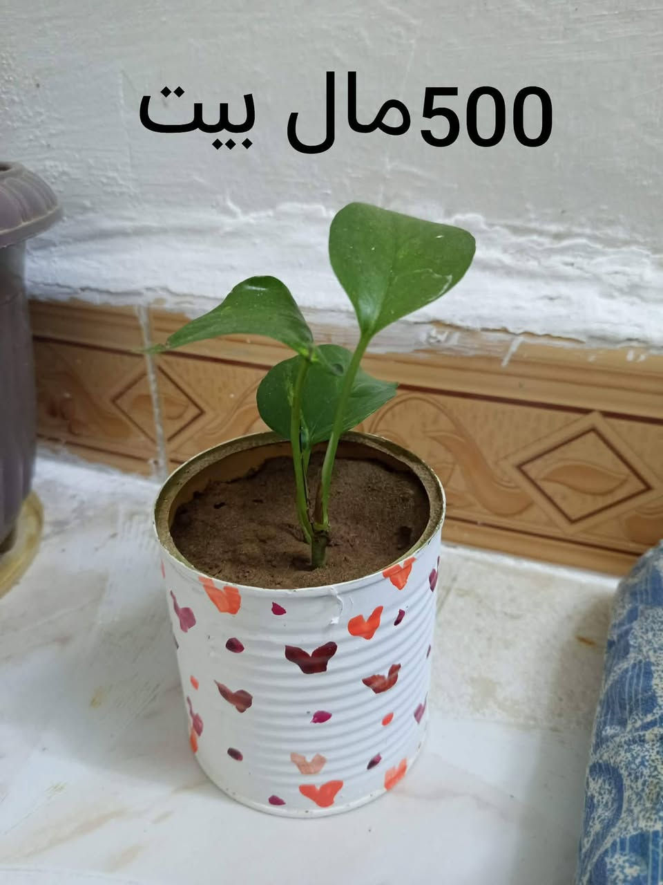 البيع شتلات شلع


**إذا كنت صاحب هذا الإعلان وتريد حذفه لأي سبب، رجاءا أرسل رسالة إلى الدعم الفني**