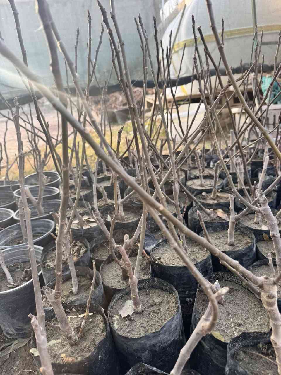 #مشتل_نور_الهدى  **يرحب بكم**
 شتل تين العبيد السعودي
#صنف غزير الإنتاج وطعم عسل مجرب ومزورع في حديثه من قبلنا ويحمل بنفس السنه ومتحمل لظروف الجويه ويمتاز بكبر حجم الثمار
#سعر الشتله 5 ألاف 
#نعطي ضمان بصنف 
اسماعيل. *********** 
احمد.     *********** 
العنوان محافظة الانبار- حديثة صعدة الحي العسكري 
مقابل سالم للادوات الاحتياطية / مجاور فلس ونص
توجد خدمة توصيل
