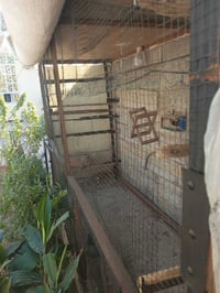 محمية بلابل • ٣م×١٦٠×٩٠ • بعقوبه كاطون الرازي