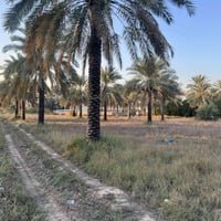 بغداد المدائن • ٢٥٠٠م • طابو سند