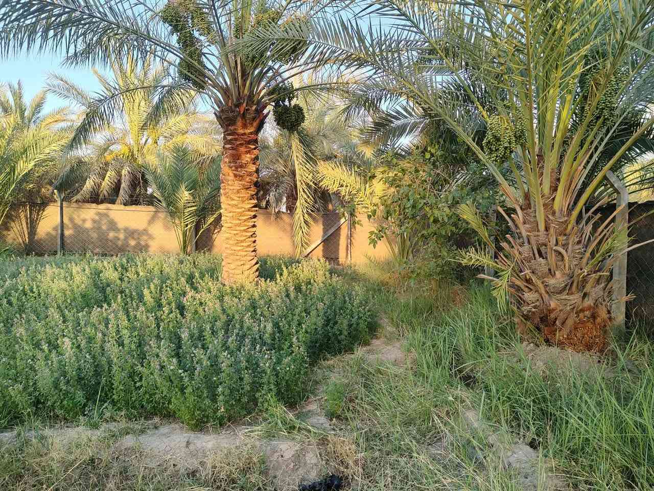 🚨 إعلان بيع: أرض مشجرة ومجهزة بالكامل في بابل 🚨
📍 الموقع:
بابل - الحمزة الغربي -   مدينة مهدي عاكول. يم حي بابل الجديدة 
📄 الوضع القانوني:
طابو زراعي سند 25.
📐 المساحة والإنشاءات:
المساحة: دونمين صافي (أرض مشجرة ومرتبة بالكامل).
المباني: بيتين كاملات وجاهزات للسكن.
البناء الإضافي: هيكل + بتلو جاهز للتكميل.
⚡ الخدمات المتوفرة:
خط ماء إسالة.
كهرباء وطنية.
خط مولد واصل.
📞 للاستفسار والتواصل (المعلن مكلف بالبيع):
يرجى الاتصال أو المراسلة عبر الواتساب مباشرة على الرقم التالي:
 ***********👉
