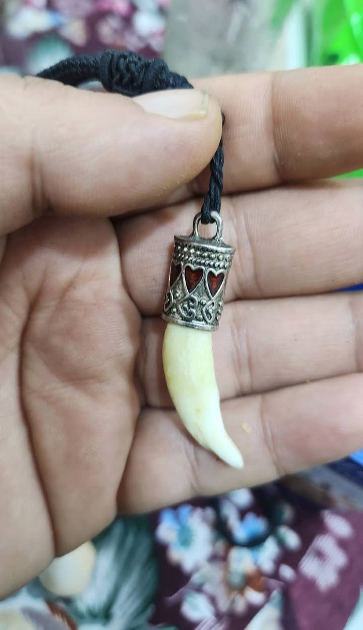 السلام عليكم للبيع سن ذيب اصلي الحجز والتواصل *********** وتساب موجود توصيل كل المحافظات بغداد, العراق
