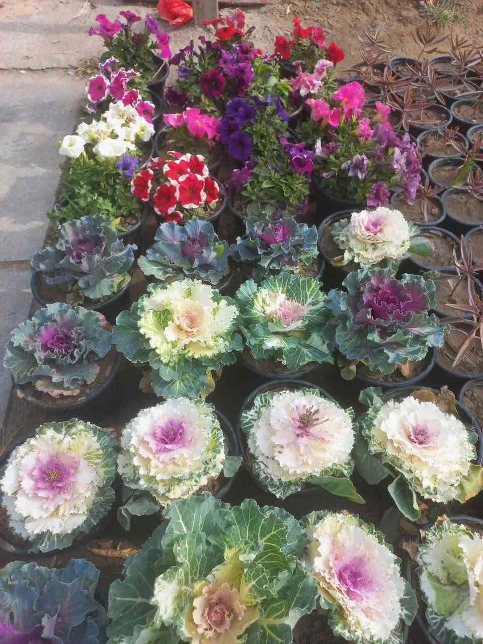 #ياعلي بفضل رب العالمين وصلت وجبه جديده من النباتات الخارجيه والأشجار المثمره بأسعار جدا مناسبه .
للحجز والاستفسار مراسله الصفحه او الاتصال علئ الرقم التالي :
***********
