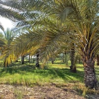 ١٠٣٢م • ٢٤×٤٣ • سند ٢٥
