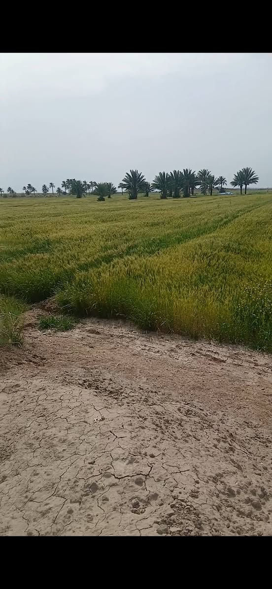 السلام عليكم  رحمت الله وبركاته ارض للبيع الصويره 50 دونم طابو تحويل مباشر بداره طابو لصويره ماء سقي نهر خاص من شط كهرباء ماء ساله تبعد عن الشارع كيلو فقط تحويل مباشر سعر الدونم ١٣ مليون وبيه مجال للستفسار ***********
