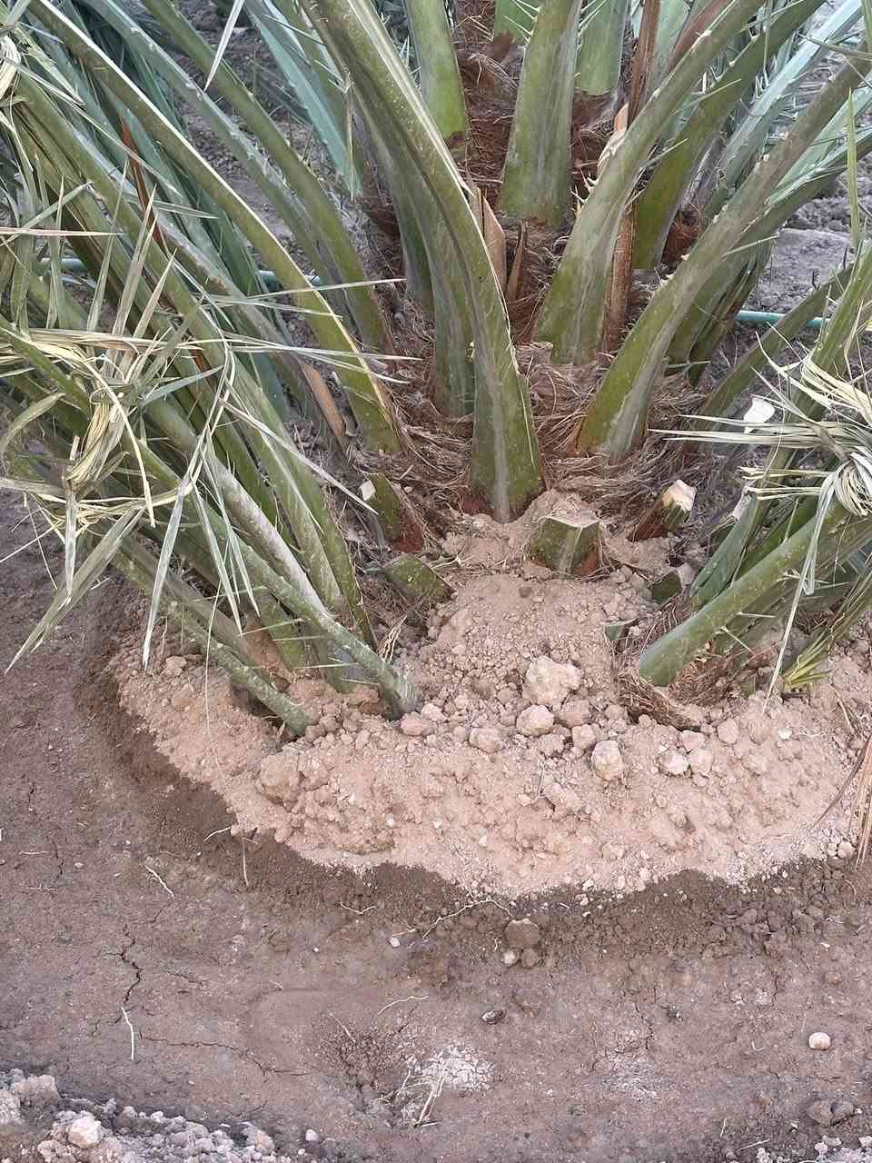 السلام عليكم
فسائل برحي حر ابي الخصيب
سعر الفسيله ١٧٥ الف
***********
