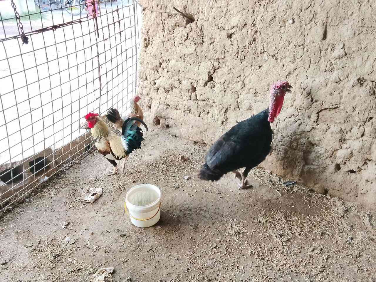 سلام وعليكم يوجد ديوكه دجاج عرب وديج شيش حايل للبيع ***********
