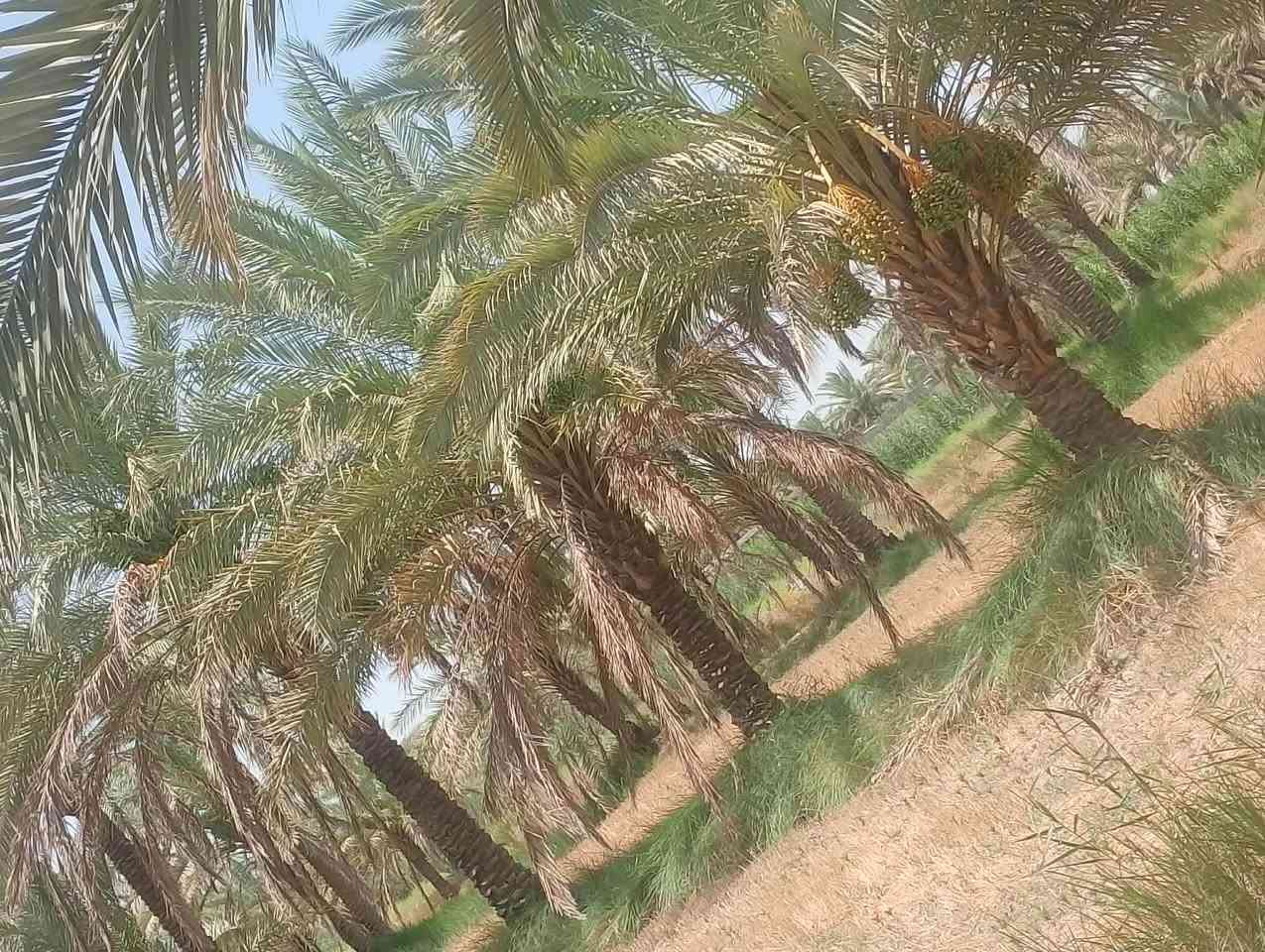 السلام عليكم ارض زراعية للبيع 3 دونم ونص صالحه للزراعة وللسكن متوفير بيها مي رساله وكهرباء وتبليط ذابين سبيس مخطط وكامل عليها موقعها المحاويل بين ابو سديره ومنطقة دويليبة طريق يؤدي الى حي ابو سديره وطريق يودي على منطقة دويليبة....
***********
***********

