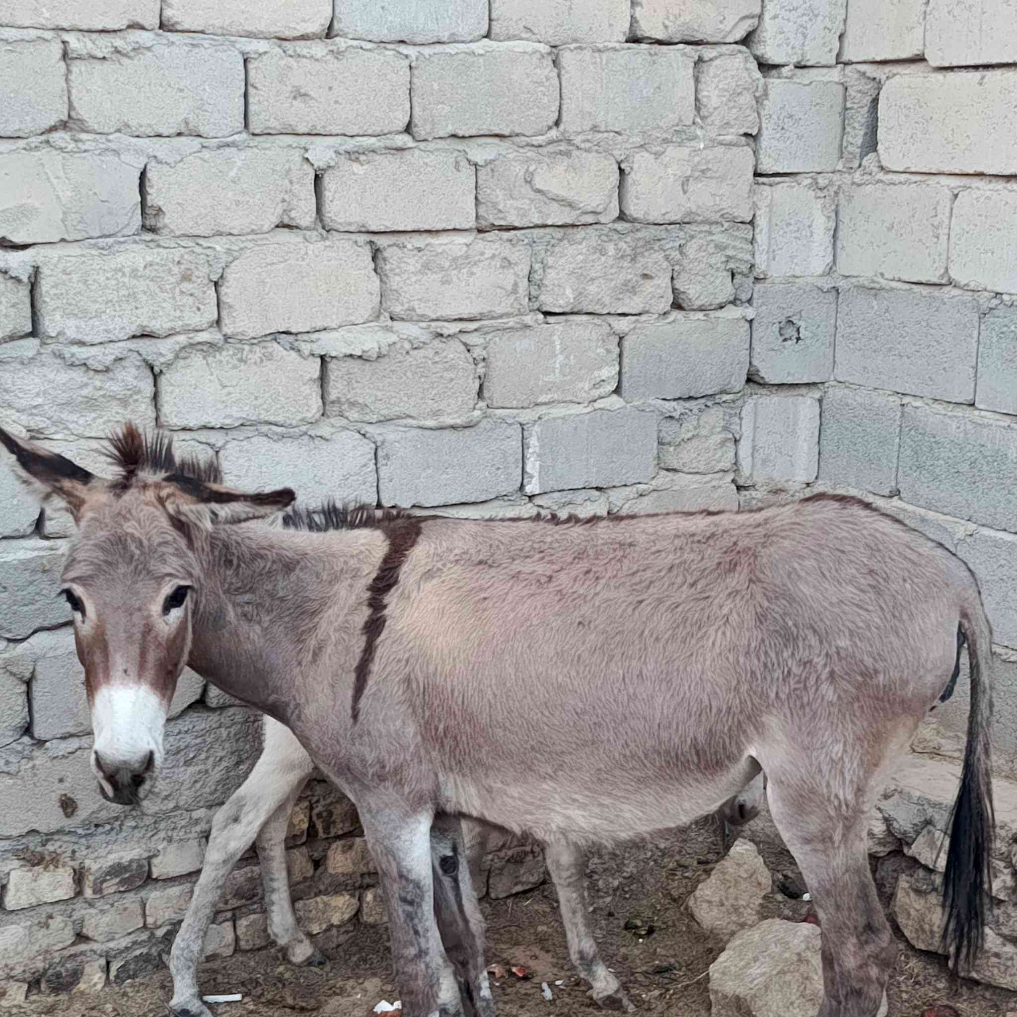 مطايه معامل نگاابه للبيع
***********
