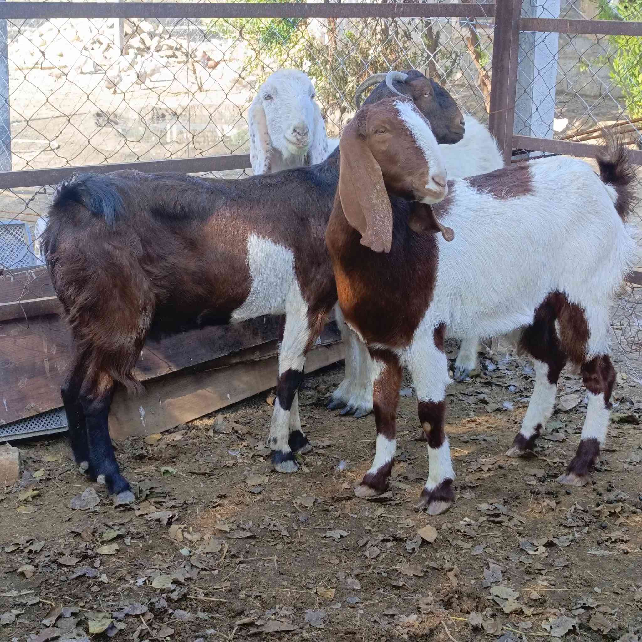 3 صخول شاميات كلهن ماخذات الفحل وراجين اول بطن وثاني وثالث سعرهن شلع ب 875  مكاني  بغداد التاجي  ماعندي توصيل رقم
***********
***********واتساب 
***********
