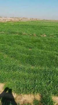 أرض • واسط • ٦٠دونم