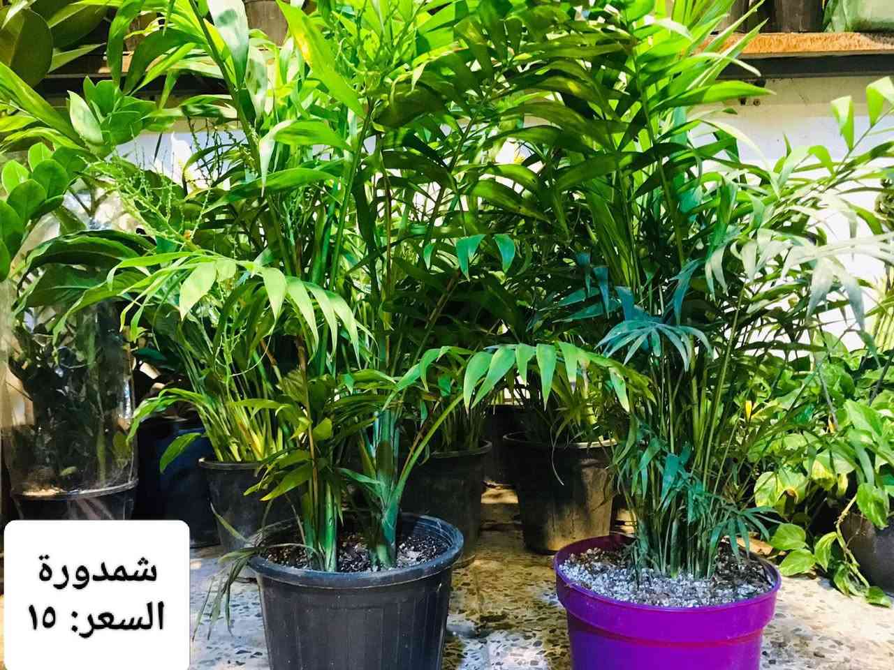 ﷽
اللهم صلِّ على محمد وآل محمد 
              السلام عليكم
🌟﴿عرض خاص بمناسبة شهر رمضان المبارك🌙✨ ﴾🌟              وصول وجبة جديدة من النباتات الخارجية . والظليات الهولندية الى مشتل زهور الحاج يونس•
العنوان📍: الامين الثانية نواب الضباط تقاطع الزهور مقابل مدرسة الزهور🎀✨.


**إذا كنت صاحب هذا الإعلان وتريد حذفه لأي سبب، رجاءا أرسل رسالة إلى الدعم الفني**