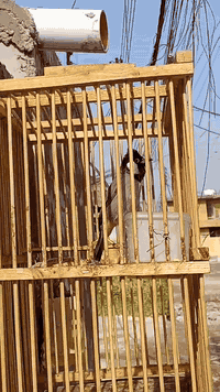 فحل اليف قفص تغريد فول ما يسكت بغداد ***********
