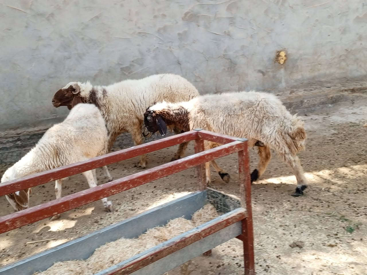 يا الله خروف ونعاج 4عنواني كربلاء عون شارع بغداد دخول كربلاء عمود 276وهاذى رقمي ***********
