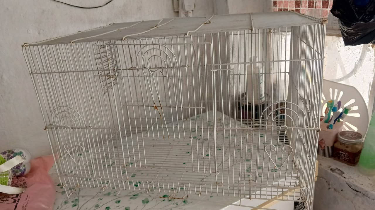 للبيع اقفاصه 3 مستخدمات نضيفات وياهن ماكليات 4 ومرجوحه ومطاره
كلهن ب25الف


**إذا كنت صاحب هذا الإعلان وتريد حذفه لأي سبب، رجاءا أرسل رسالة إلى الدعم الفني**