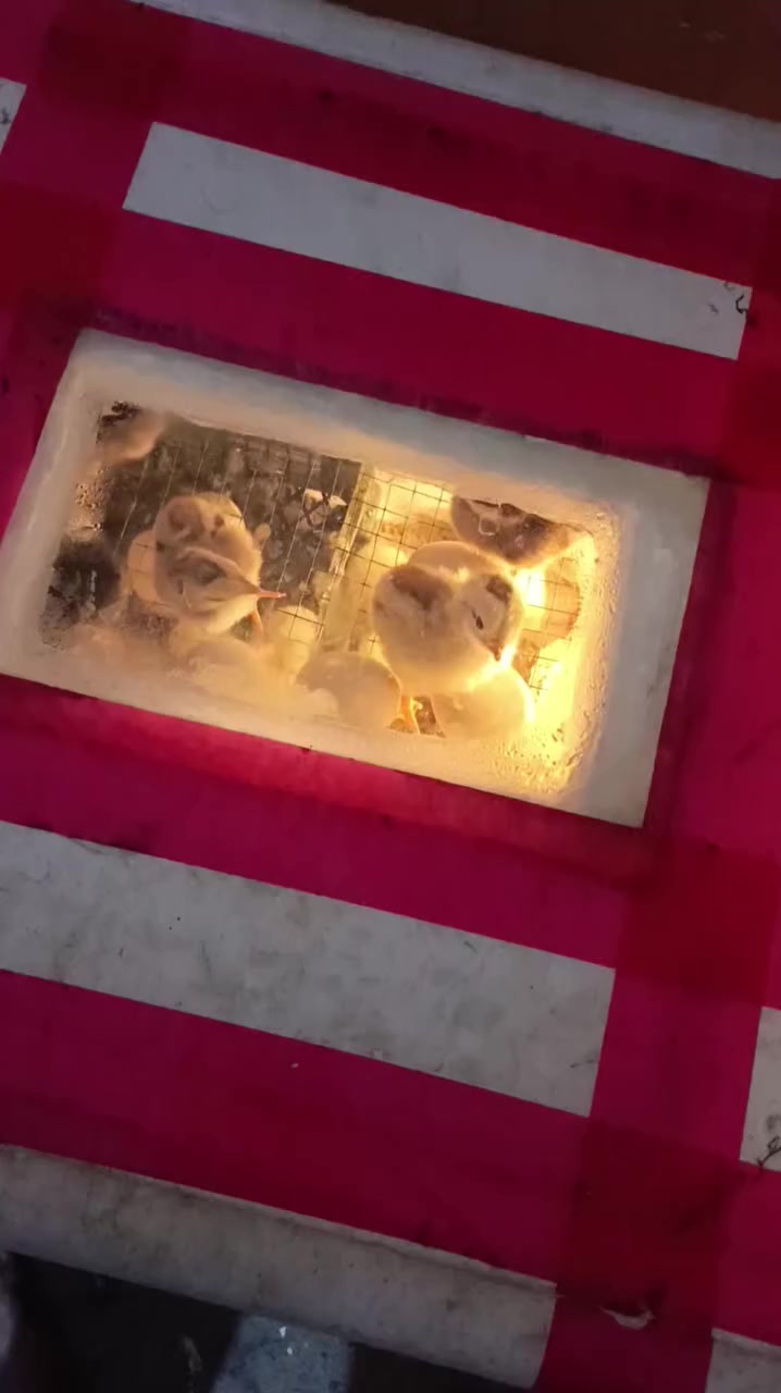 اسلام عليكم متاح فقاسه تقليب يدوي  نسبه التفقيس95 بلميه شرط ماتفقس ترجع
تجربه الاخوه 

لتواصل خاص او على الواتساب ***********
