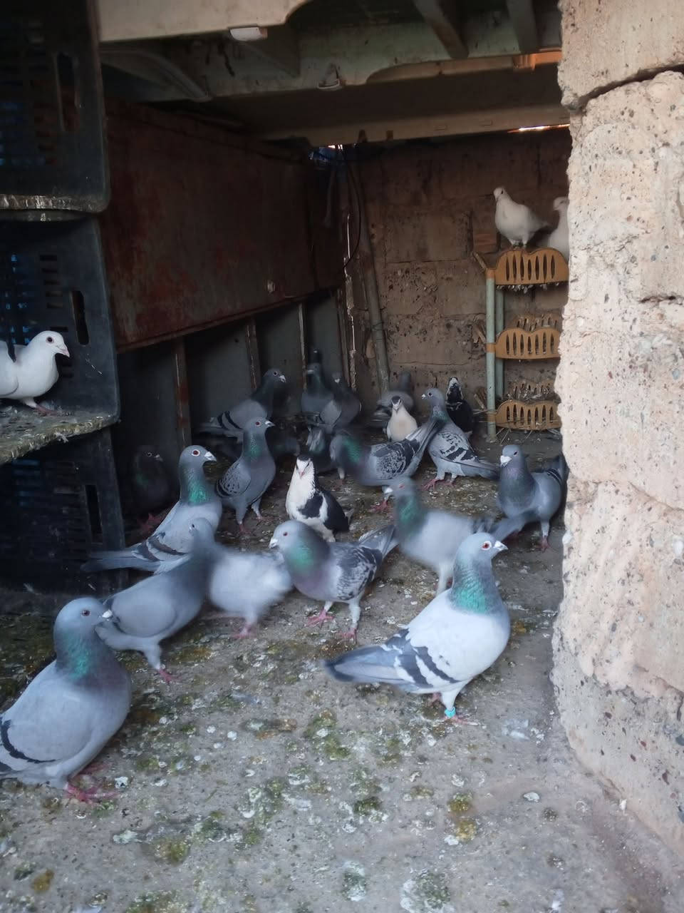 السلام عليكم زواجل درجة اولى العدد 20تك رقم ***********اتصل وتدلل
