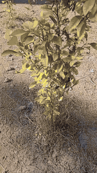 الوند كربلاء • ١٩٠٠م • سند ٢٥