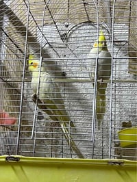 زوج كوكتيل • أصفر • كربلاء