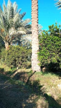 1150 متر طابو زراعي سند 25 تحويل مباشر بائسم المشتري وليس اقرار محكمة ...