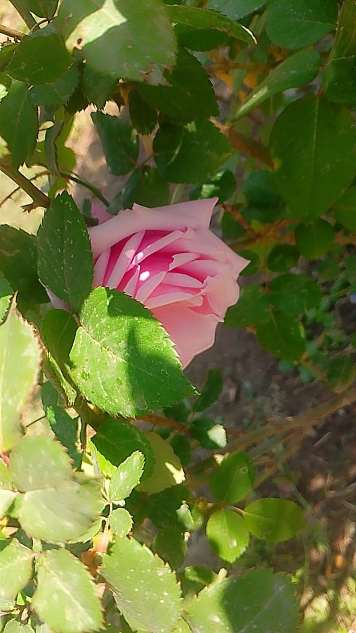 سلام عليكم 
يوجد لدينا انواع الورود والحمضيات 
ونعناع 
يوجد كادر لتنضيف وتجديد الحدائق المتروكه 
الاستفسار مراسله الصفحه


**إذا كنت صاحب هذا الإعلان وتريد حذفه لأي سبب، رجاءا أرسل رسالة إلى الدعم الفني**