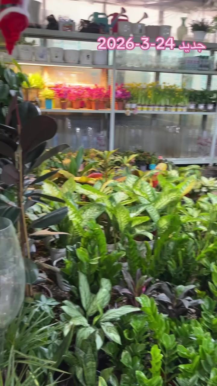 عطلة ✅

عيد🌙

مطر🌨️
وياهن عروض مشتل الوردة البيضاء 🌳
النفسية محتاجة اوكسجين وتغيير جو 🗣️
اوقات العمل من 8صباحا الى ال10مساءا
وعلى مدار الاسبوع 
العنوان ديالى بعقوبة التحرير قرب مجمع التحرير 
مجاور الشيف بشار 🌳
زورونا ونورونا 
للطلب والاستفسار ***********
