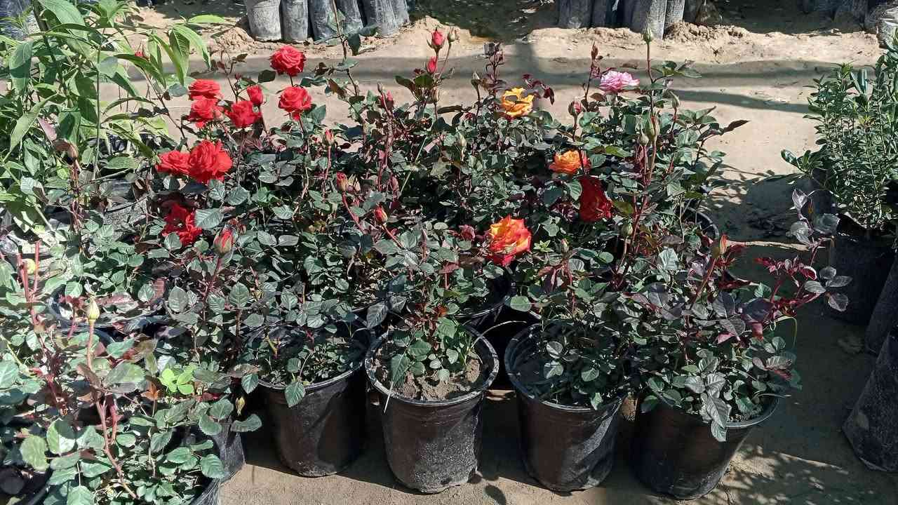 السلام عليكم ورحمة الله وبركاتة
تم وصول وجبه جديده 

جهنمي 

والثويه الاجنبيه كبير وصغير

ورد موسمي 

والنبك التفاحي البصراوي 

بسعار مناسبه 

العنون قضاء الشرقاط السكنيه مقابيل قاعه دريم ستي 

للستفسار اتصل عله هاذه الرقم ***********

الخاص مفتوح
