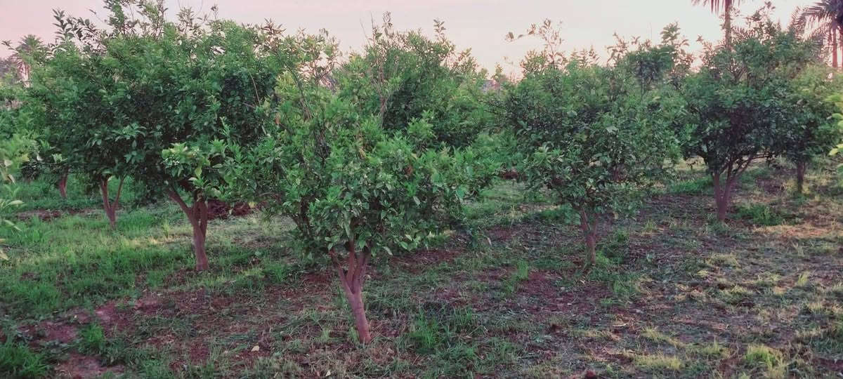 السلام عليكم
شتلات برتقال للبيع بدون شلاع 
قياس متر / 150 الئ 250 / سعر من 5000 // 7000 // تلاف
مكان الفلوجه الشهابي البحديد الناصر  ***********
