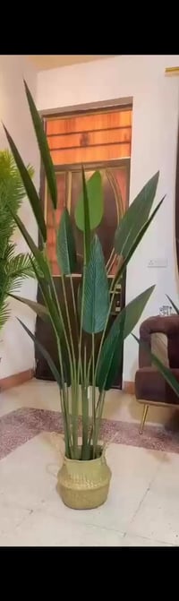 شجره قفل • ارتفاع ١٦٠ • وياه سلة