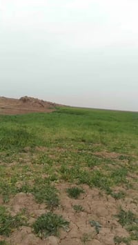 ميسان سيد احمد • ٣٥دونم • ٧دونم