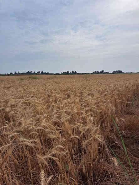 أصبحنا وأصبح الملك لله والحمد لله رب العالمين.. أرض زراعية للبيع 80دونم طابو 25 على  نهر دجلة الأرض مخدومه مدارس ابتدائية ومتوسطة واعدادية ماء اسالة صالح للشرب وشارع تبليط الرابط بين قضاء الزبيدية وقضاء النعمانية الأرض يستفاد منها إقامة مشاريع استثمارية صناعية وثروة حيوانية تبعد عن قضاء الزبيدية 15كيلو
