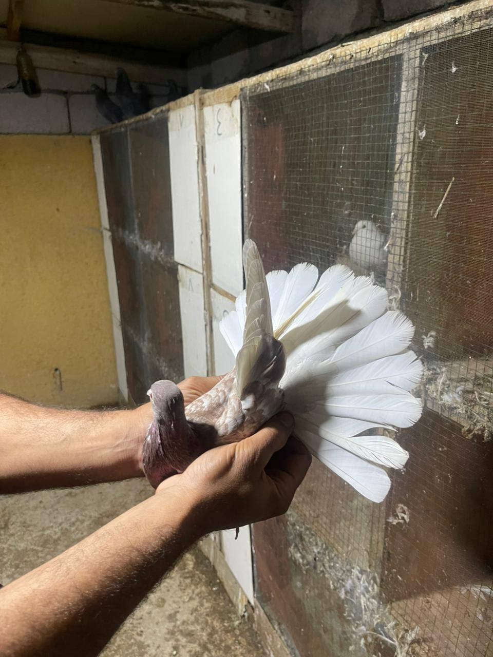 حمام مشروط وخوش حمام تصوير مطياره  موجود  انه بخدمة الشراي الحمام كله خوش حمام وصحه جيده مكاني البصره ابو الخصيب  اكو توصيل جميع المحافظات ***********
