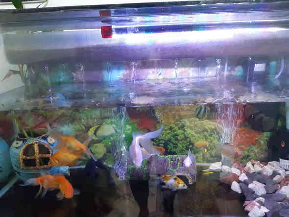 السلام عليكم 
للبيع 
حوض اسماك عمل ١٢٤ سم في ٤٠ سم مع جميع ملحقاته يحتوي على ١١ سمكة كناس واحد كوراني عدد ٢ كولد عدد ٨ 
السعر ٧٥ الف 
عنوان حي العسكري قرب مركز الشرطة 
***********
