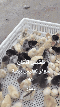 عرض خاص تفقيس البيض
نفقس كل انواع بيض الدجاج ٢٥٠دينار
يابلاش ٢٥٠دينار فقط
مال فسيفس ٥٠٠دينار
اقل كمية استقبل ٣٠بيضة 
العنوان الموصل كوكجلي مقابل بانزخانه الهاشمي
مفقس عبدالرحمن
***********
***********
