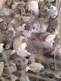 سمان • سمان بياض • سمان فحل