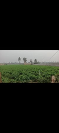 ٥دونم • طابو صرف • بسند مستقل