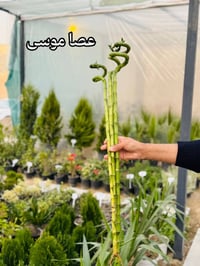 نباتات مميزة • الفلوجة • توصيل