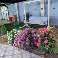 متوفر حجز اليوم مسائي 07824941676