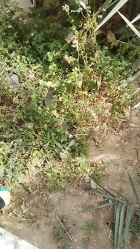 تنظيف الحدائق تنظيف السطوح  07847845459 واتساب