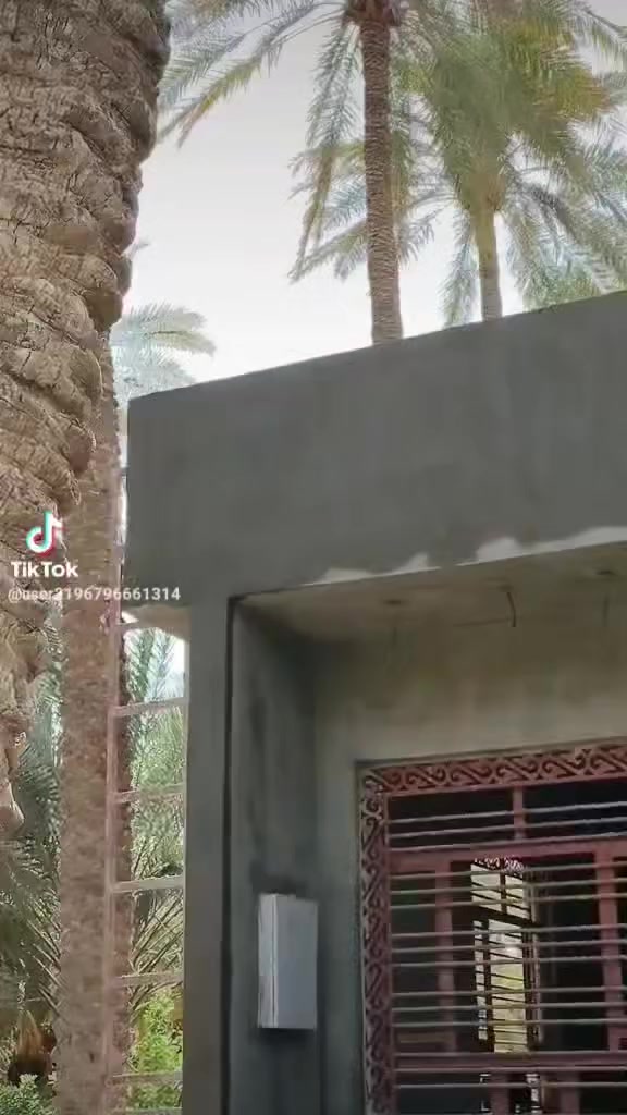 سلام عليكم شباب اي واحد عنده بيت لبخ سقل جراره تقطيع اسطار احنه برسم الخدمة كادر كامل ٤خلفات و٤ عمال هذا رقمي *********** او خاص مفتوح
