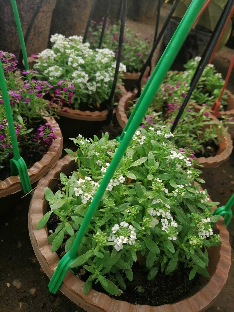 ((مشتل حديثة المركزي))
الموقع #
قرب دائرة البريد بسوق حديثة
دائما مستمرين وياكم
ورد شبكه ٢٠٠٠ فقط فقط 😍 
تشكيله حلوه من نباتات الخارجية 🌺 
عرووووضنا  وبأسعار بلاششششششش🙂✌️
فقط وبس يمنا)) 😉🌺✌️

لاستفسار زورو صفحتنا أو الاتصال على الرقم
***********
اهلاوسهلا بالجميع ❤️
