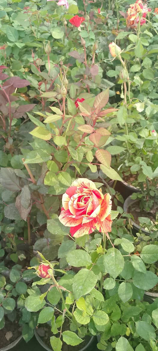 ورد جوري سعر الشتلة ب٣٥٠٠ 
كل ٣شتلات ب١٠٠٠٠
يوجد توصيل لمناطق كركوك


**إذا كنت صاحب هذا الإعلان وتريد حذفه لأي سبب، رجاءا أرسل رسالة إلى الدعم الفني**