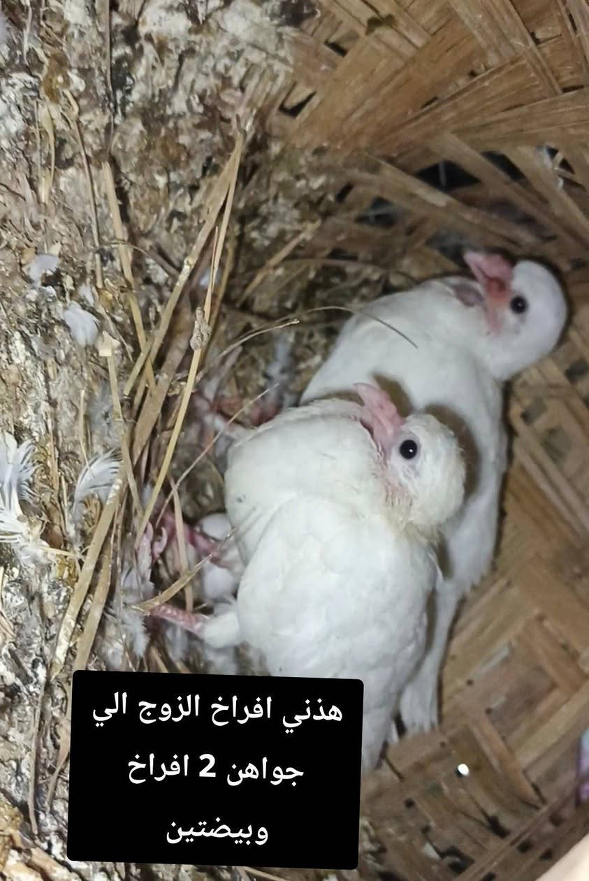 #متاح زوجين طيور مكاني الرمادي


**إذا كنت صاحب هذا الإعلان وتريد حذفه لأي سبب، رجاءا أرسل رسالة إلى الدعم الفني**